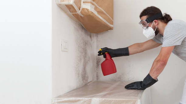 Professional Basement Mold Removal technician working in Mount Prospect, IL