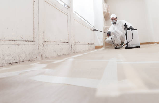 24/7 Emergency Basement Mold Removal experts in Mount Prospect, IL