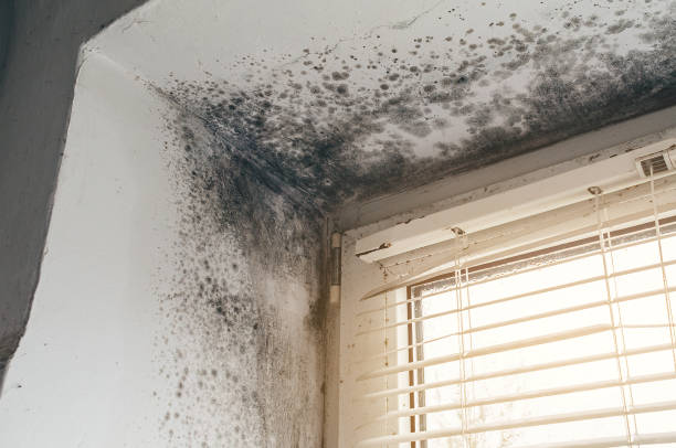 Affordable Basement Mold Removal solutions in Mount Prospect, IL