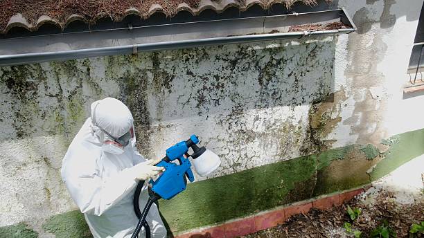 Top rated local Basement Mold Removal specialists in Mount Prospect, IL